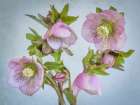 USA, Washington State, Seabeck. Close-up of hellebore blossoms. Art Print